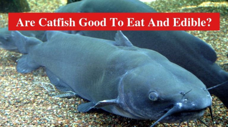 Are Catfish Good To Eat And Edible Answered Hookedoncatfish