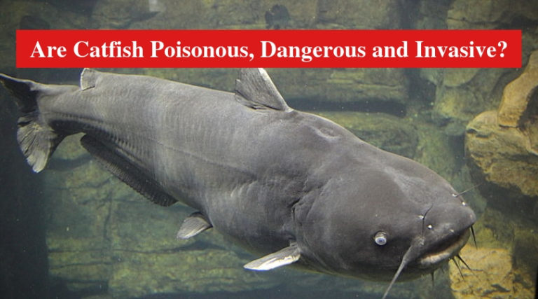 Are Catfish Poisonous, Dangerous and Invasive? (Answered) - HookedOnCatfish