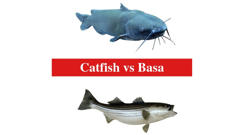 Catfish Vs Basa The Differences Between Catfish And Basa HookedOnCatfish