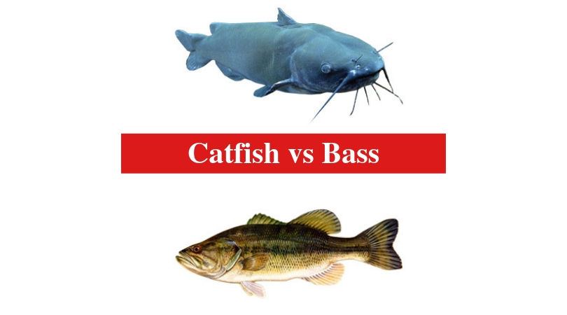 Catfish vs Bass