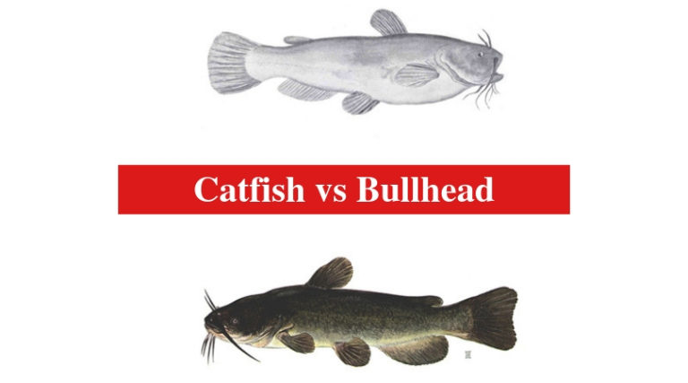 Catfish Vs Bullhead The Differences Between Catfish And Bullhead   Catfish Vs Bullhead 768x427 