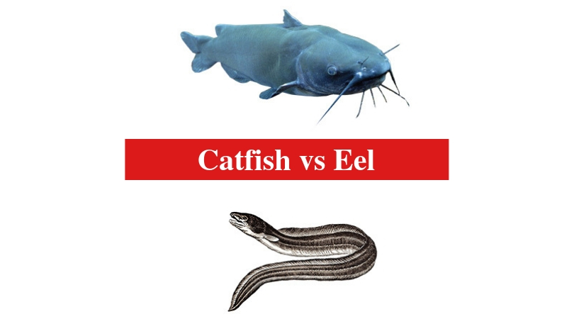 Catfish vs Eel