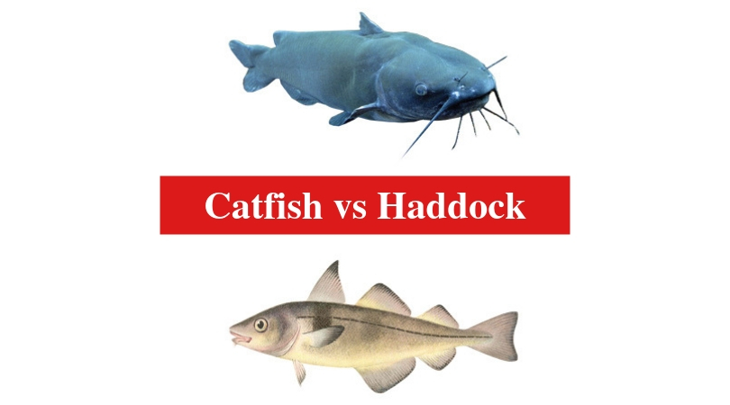 Catfish vs Haddock