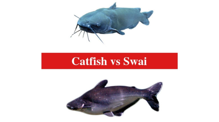 does swai fish have fins and scales