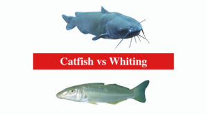 catfish whiting