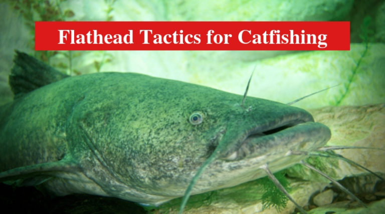 Useful Tips on Flathead Tactics for Catfishing - HookedOnCatfish