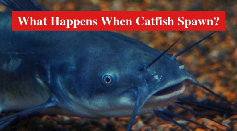 What Happens When Catfish Spawn? (Answered) - HookedOnCatfish