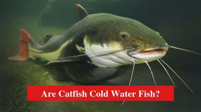 are-catfish-cold-water-fish-hookedoncatfish