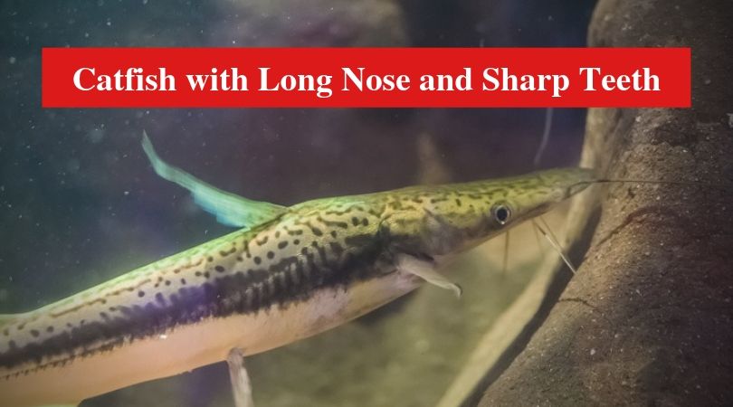 Catfish with Long Nose and Sharp Teeth