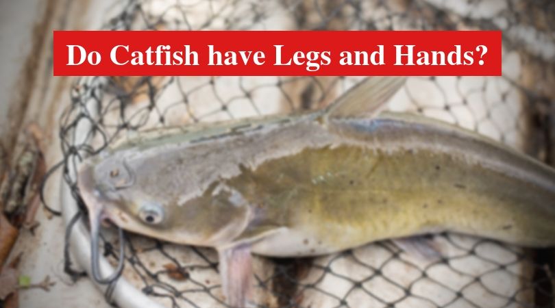 Do Catfish have Legs and Hands?