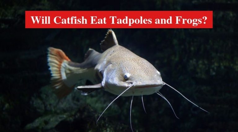 Will Catfish Eat Tadpoles and Frogs? - HookedOnCatfish