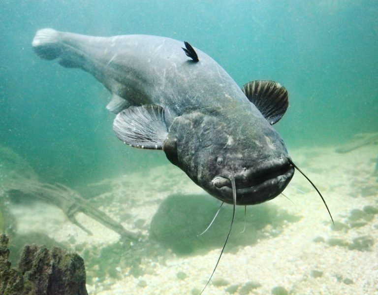 What Are The Types of Catfish and Catfish Species? - HookedOnCatfish