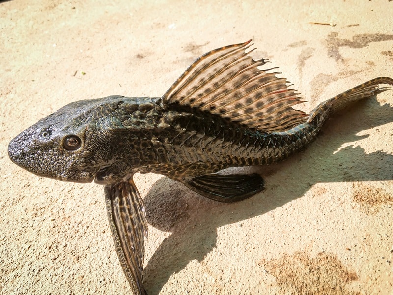 Armored Catfish Facts What Is An Armored Catfish HookedOnCatfish