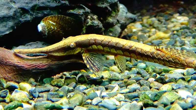 Farlowella Catfish Facts: What is a Farlowella Catfish?