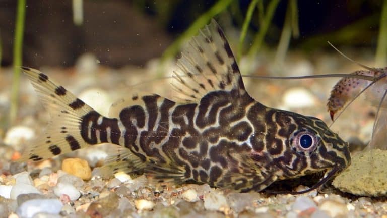 Featherfin Catfish Facts: What Is A Featherfin Catfish? - HookedOnCatfish