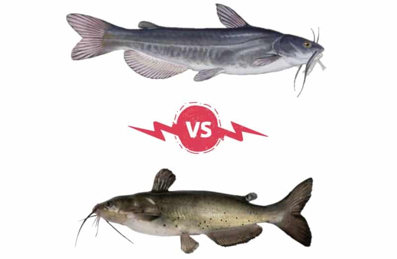 Comparing Catfish Types: White Catfish vs. Channel Catfish