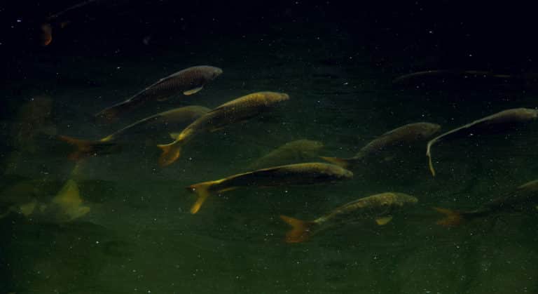 Effective Tips On How To Spot A Catfish - HookedOnCatfish