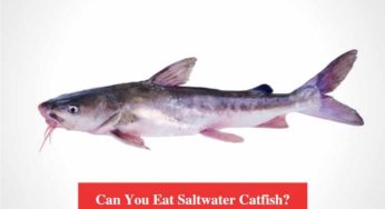 Can Catfish Breathe Air And Live Out Of Water Hookedoncatfish